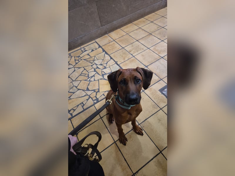 Rhodesian Ridgeback Rüde