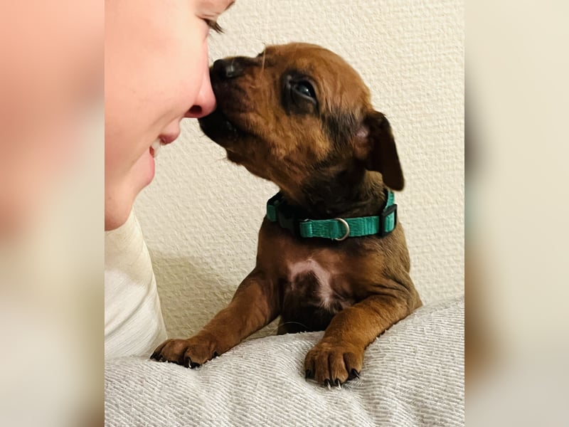 Bildschöne Rhodesian Ridgeback Welpen