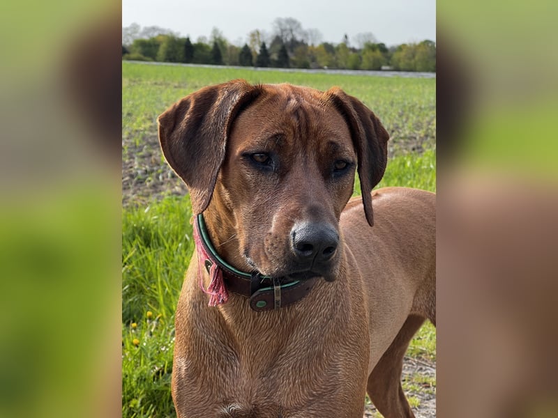 Wurfankündigung Rhodesian Ridgeback Welpen