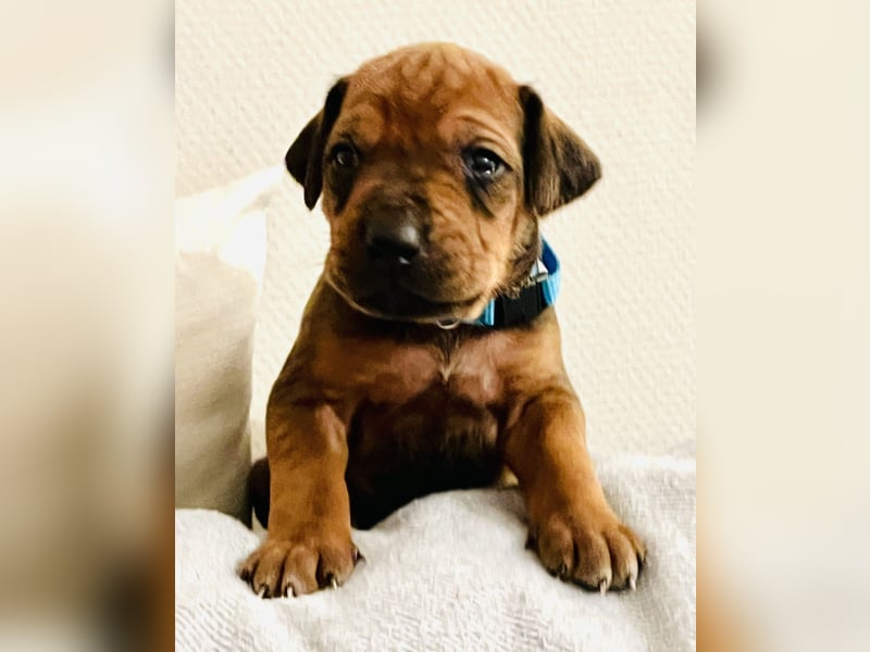 Bildschöne Rhodesian Ridgeback Welpen