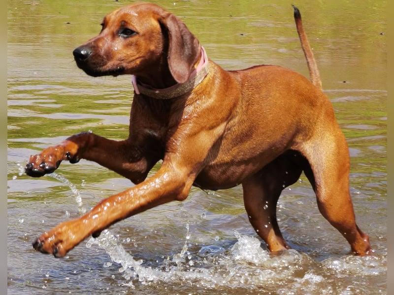 Wurfankündigung Rhodesian Ridgeback Welpen