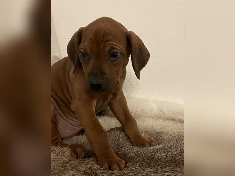 Bildschöne Rhodesian Ridgeback Welpen