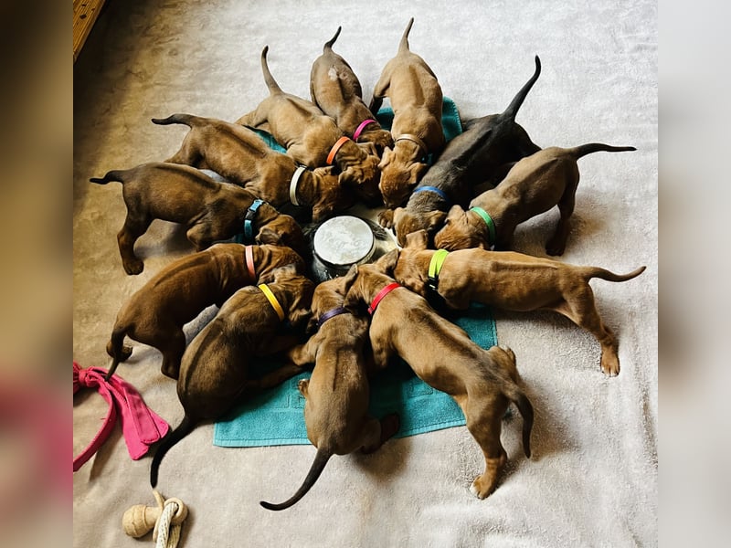 Bildschöne Rhodesian Ridgeback Welpen