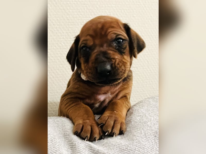 Bildschöne Rhodesian Ridgeback Welpen