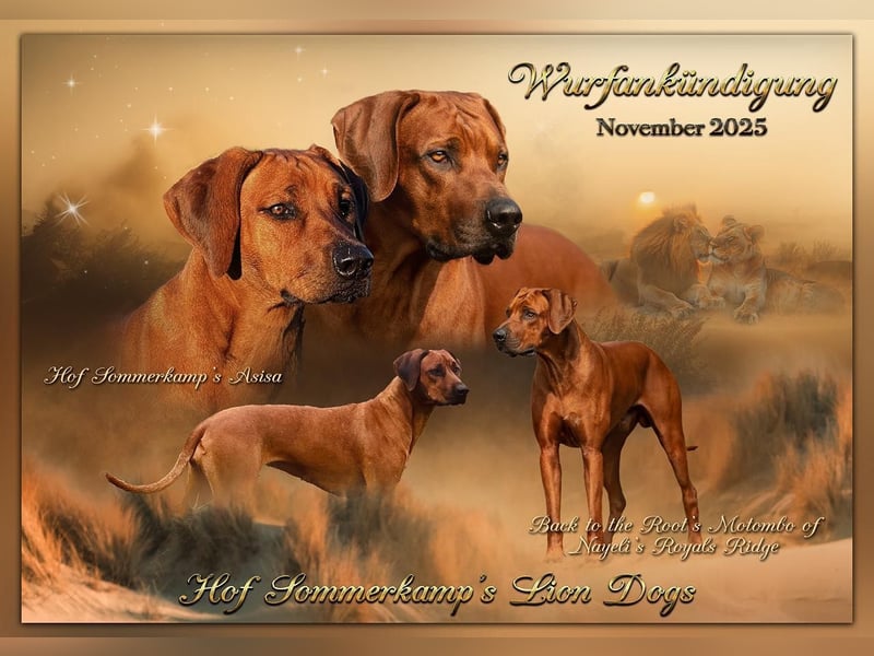 Wurfankündigung Rhodesian Ridgeback Welpen
