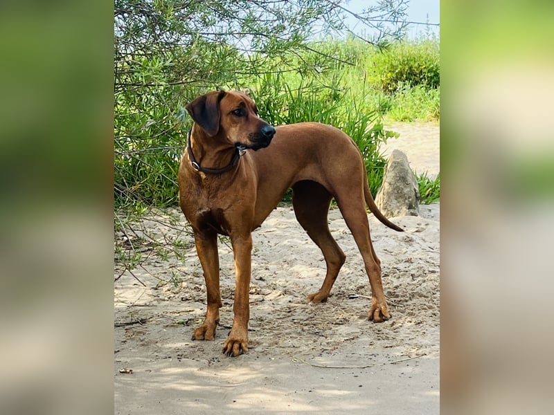 Wurfankündigung Rhodesian Ridgeback Welpen