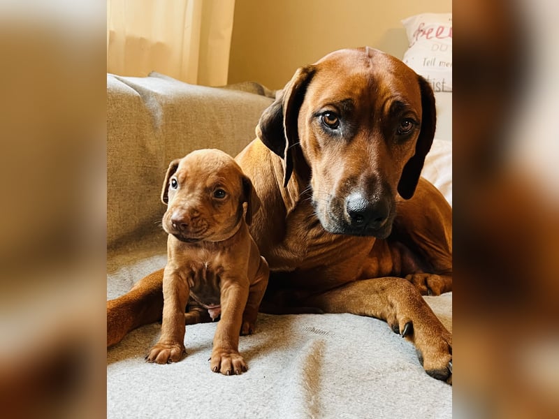 Bildschöne Rhodesian Ridgeback Welpen