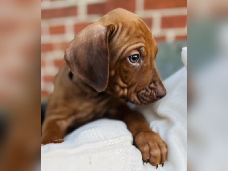 Bildschöne Rhodesian Ridgeback Welpen