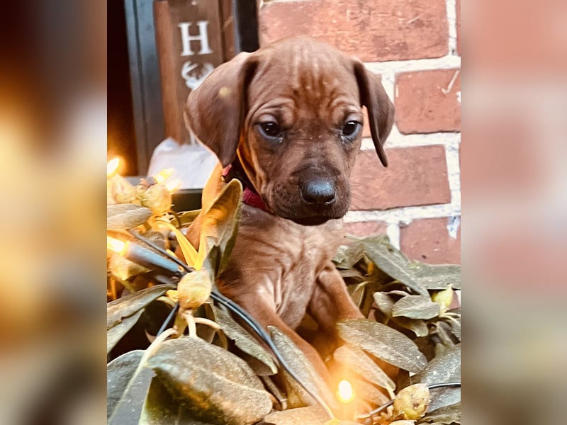 Bildschöne Rhodesian Ridgeback Welpen