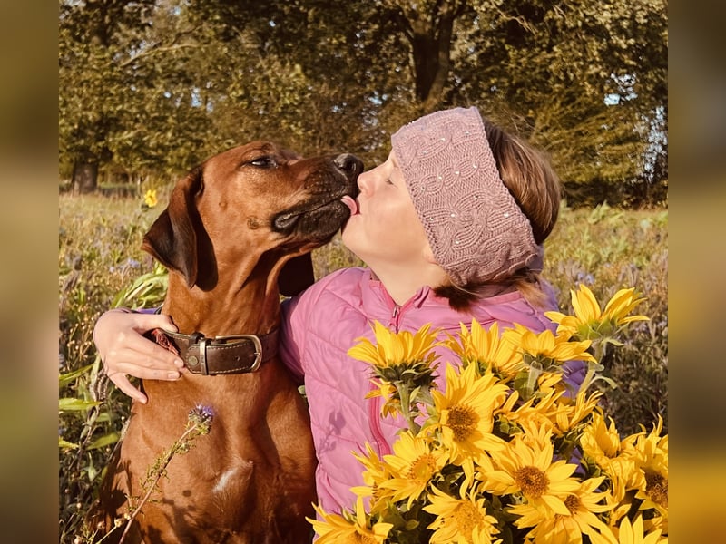 Wurfankündigung Rhodesian Ridgeback Welpen