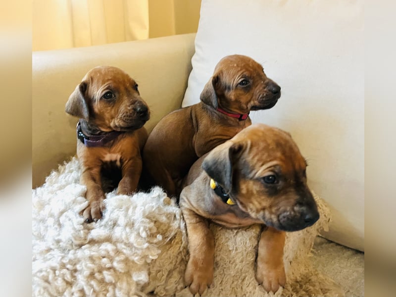 Bildschöne Rhodesian Ridgeback Welpen