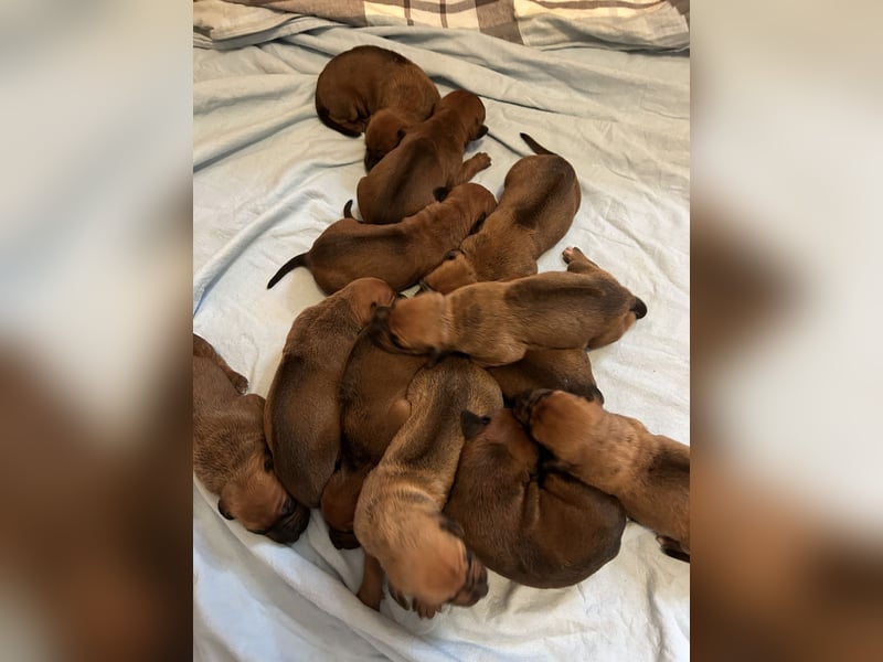 Rhodesian Ridgeback Welpen