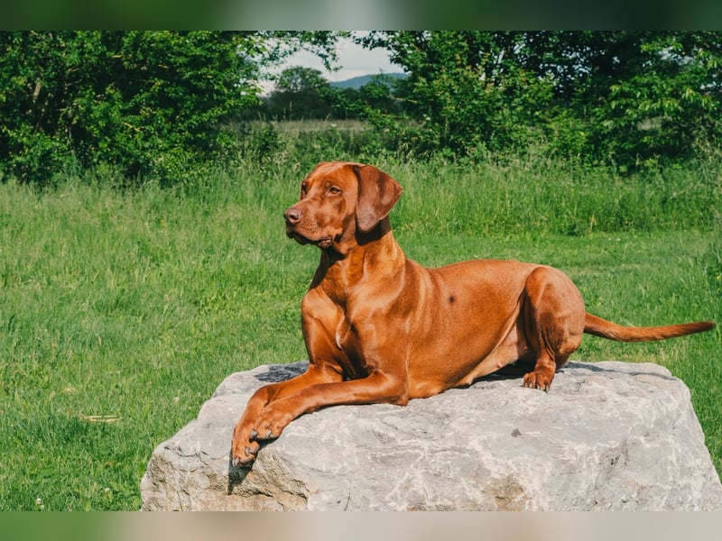 Rhodesian Ridgeback Welpen