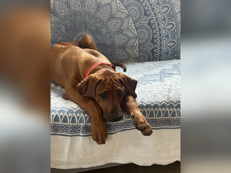 Rhodesian Ridgeback Welpen