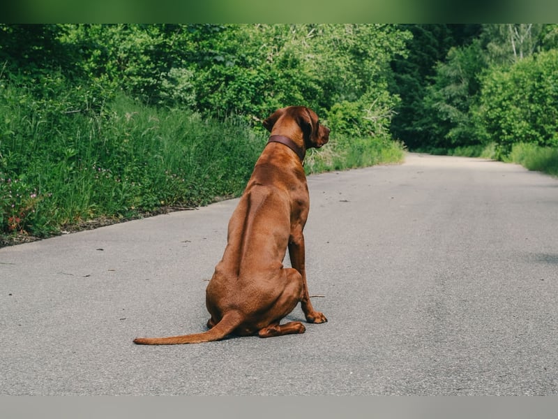 Rhodesian Ridgeback Welpen
