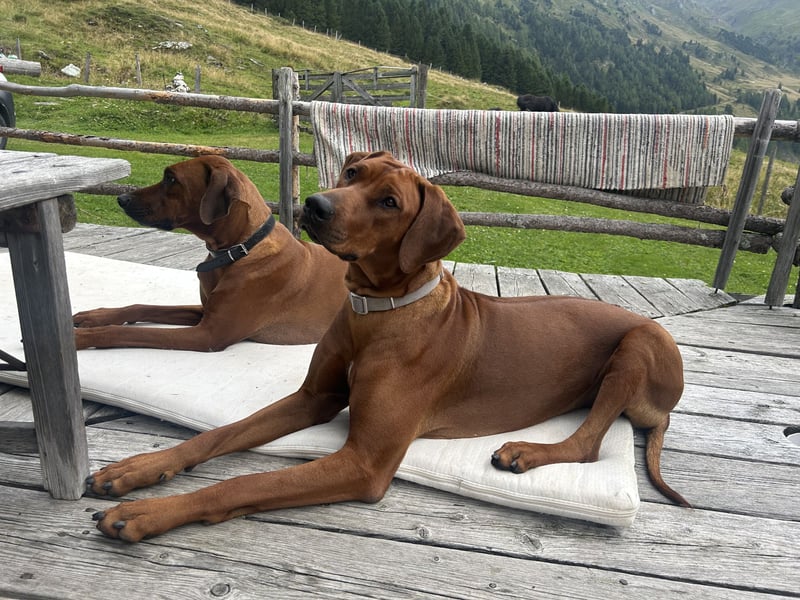 Rhodesian Ridgeback Welpen
