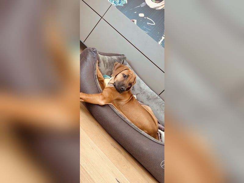 Rhodesian Ridgeback Welpen