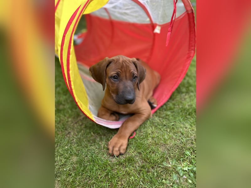 Rhodesian Ridgeback Welpen