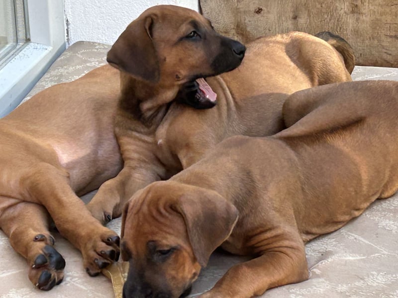 Rhodesian Ridgeback Welpen