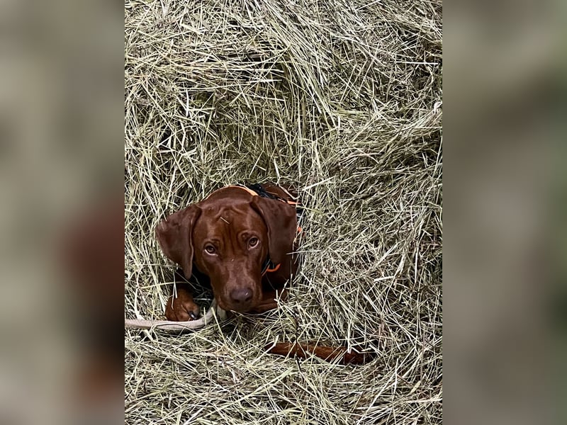 Rhodesian Ridgeback Welpen