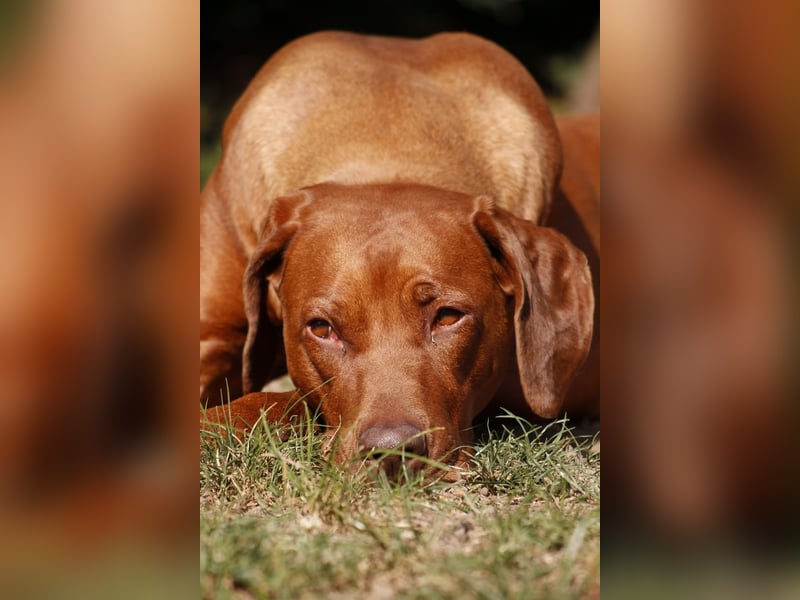 Rhodesian Ridgeback Welpen
