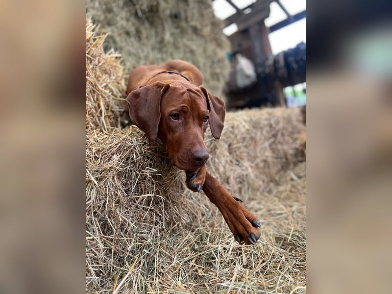 Rhodesian Ridgeback Welpen