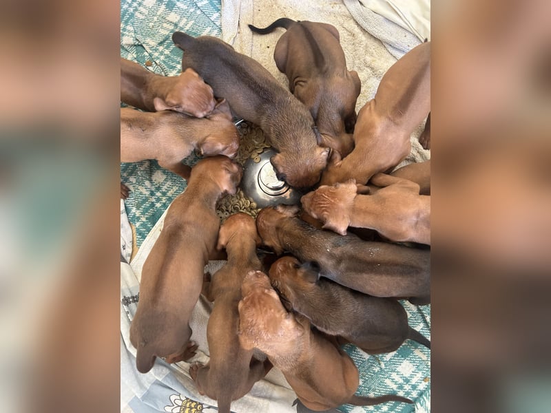 Rhodesian Ridgeback Welpen
