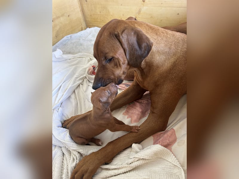 Rhodesian Ridgeback Welpen