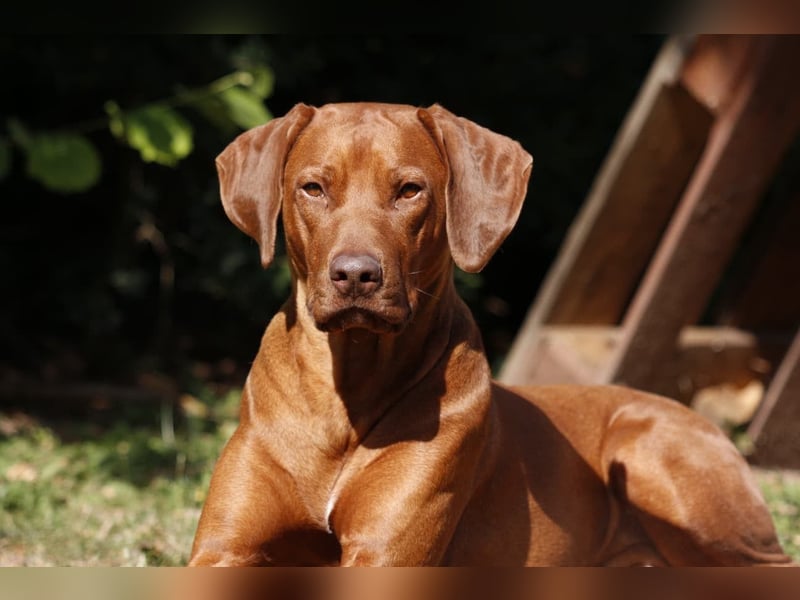 Rhodesian Ridgeback Welpen