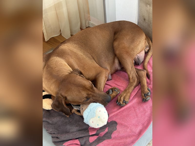 Rhodesian Ridgeback Welpen