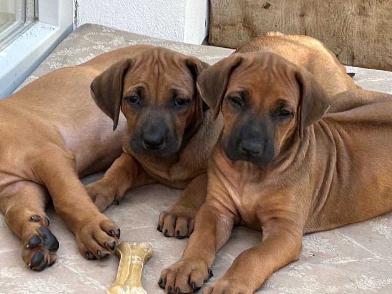 Rhodesian Ridgeback Welpen
