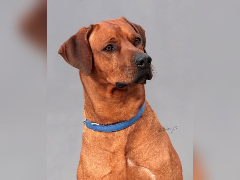 Wurfankündigung – Rhodesian Ridgeback FCI