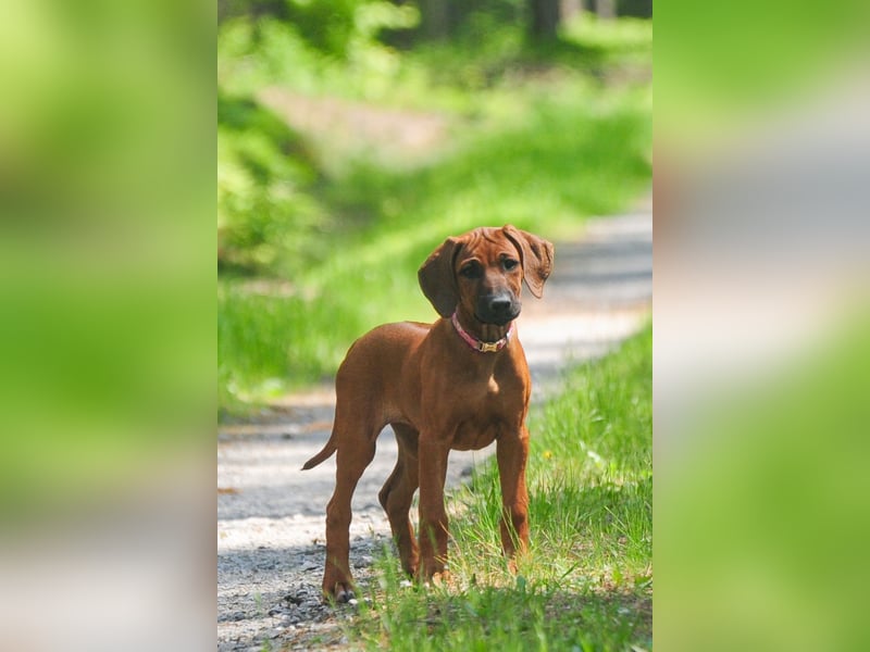 Rhodesian Ridgeback Welpen mit FCI-DNA-Dokumenten