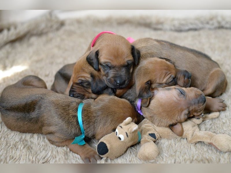 Rhodesian Ridgeback Welpen mit FCI-Papieren, DNA