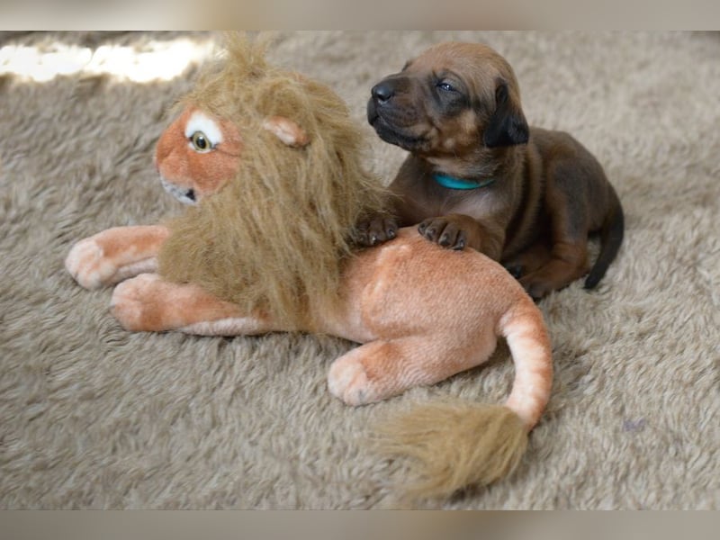 Rhodesian Ridgeback Welpen mit FCI-Papieren, DNA