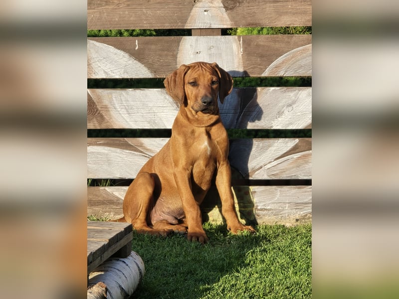 Rhodesian Ridgeback Welpen mit FCI-DNA-Dokumenten