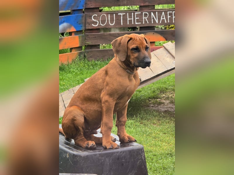 Rhodesian Ridgeback Welpen mit FCI-DNA-Dokumenten
