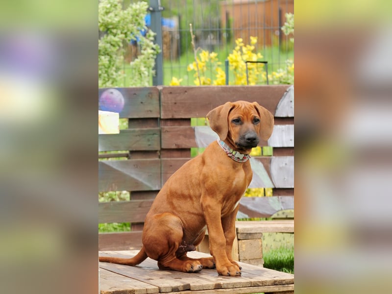 Rhodesian Ridgeback Welpen mit FCI- und DNA-Zertifikaten