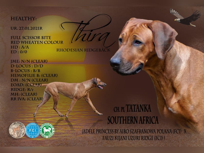 Wurfankündigung – Rhodesian Ridgeback FCI