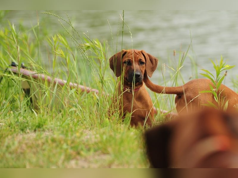Rhodesian Ridgeback Welpen mit FCI-DNA-Dokumenten