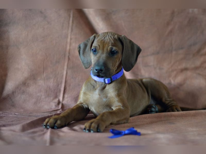 Rhodesian Ridgeback Welpen mit FCI- und DNA-Zertifikaten