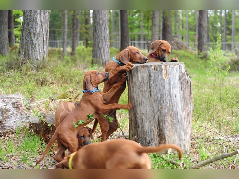 Rhodesian Ridgeback Welpen mit FCI-DNA-Dokumenten