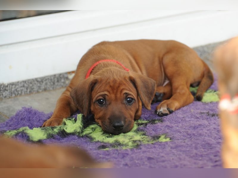 Rhodesian Ridgeback Welpen mit FCI-Papieren, DNA