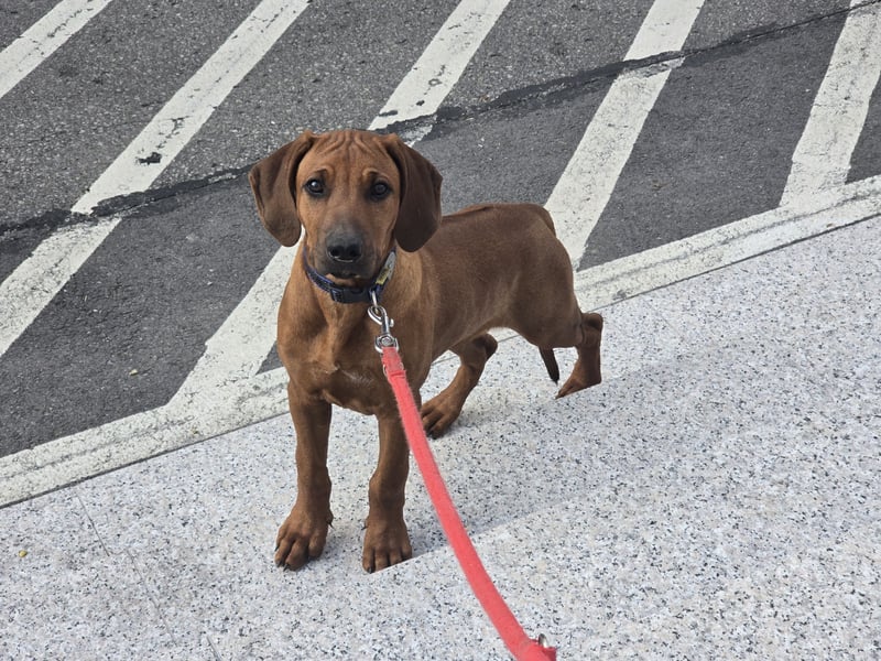 Rhodesian Ridgeback Welpen mit FCI- und DNA-Zertifikaten