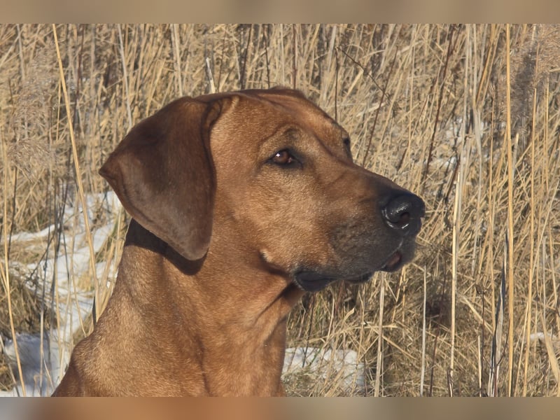 Wurfankündigung – Rhodesian Ridgeback FCI