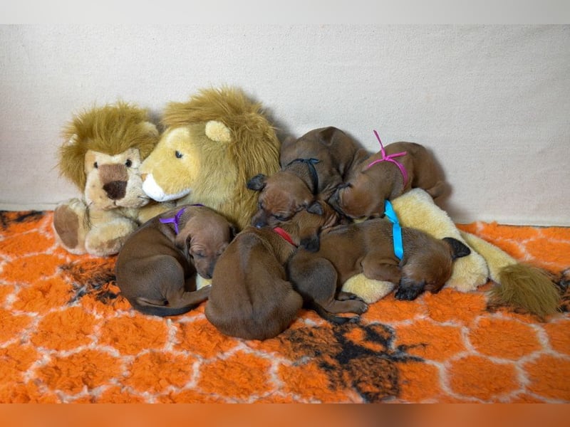 Rhodesian Ridgeback Welpen mit FCI-Papieren, DNA