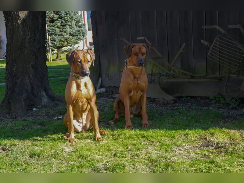Wurfankündigung – Rhodesian Ridgeback FCI