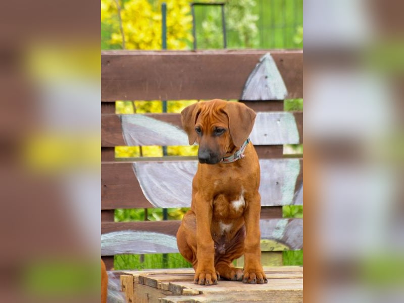 Rhodesian Ridgeback Welpen mit FCI-DNA-Dokumenten