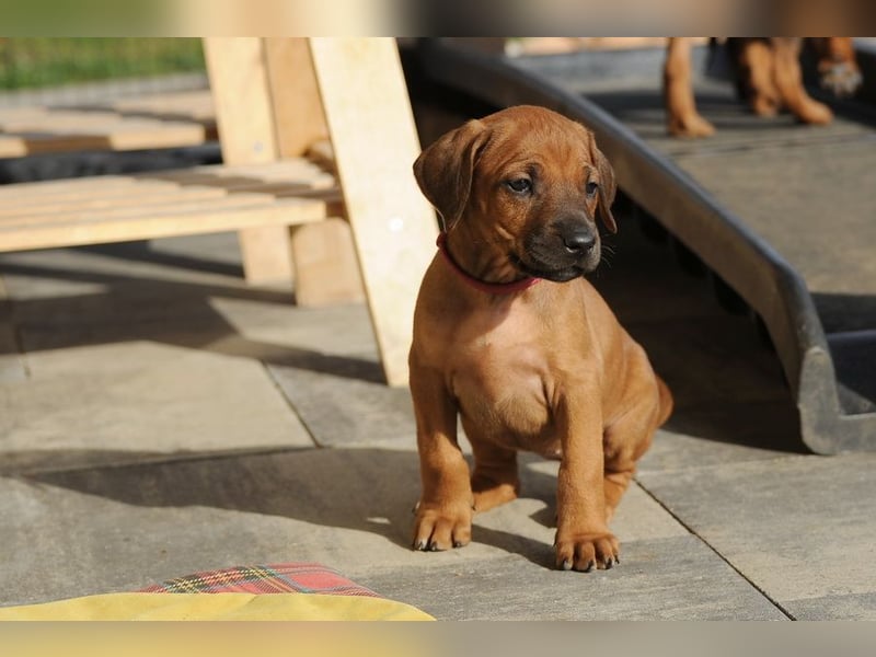 Rhodesian Ridgeback Welpen mit FCI-Papieren, DNA