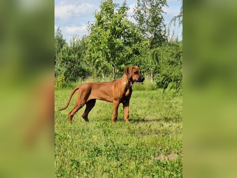 Rhodesian Ridgeback Welpen mit FCI- und DNA-Zertifikaten